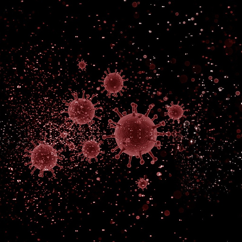 코로나바이러스